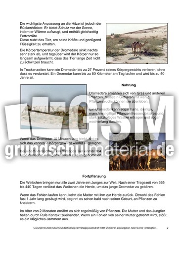 Dromedar-Steckbrief-Seite-2.pdf